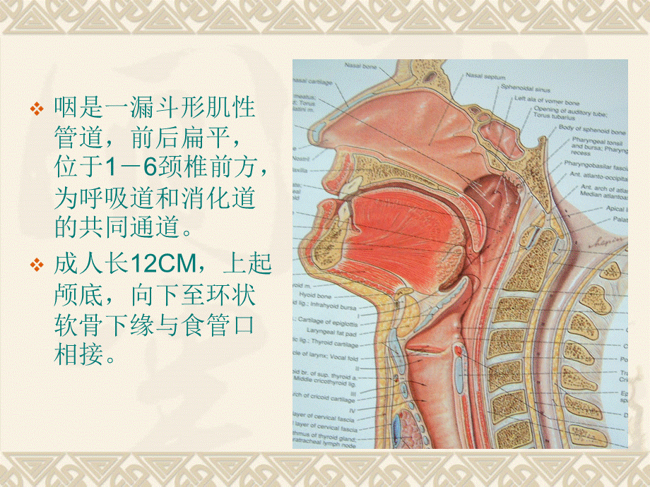 咽部解剖优质PPT.ppt_第3页