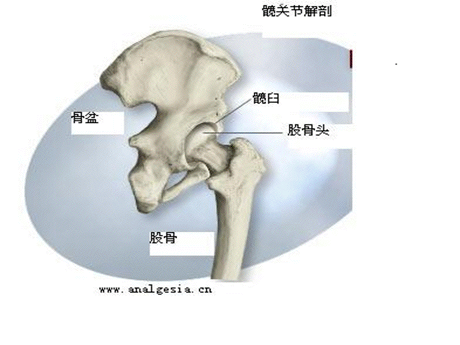 髋部扭挫伤PPT格式课件下载.ppt_第3页