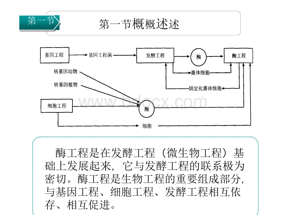 酶工程.pdf分析.doc_第2页