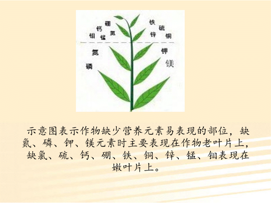 蔬菜缺素症图谱PPT资料.pptx_第2页