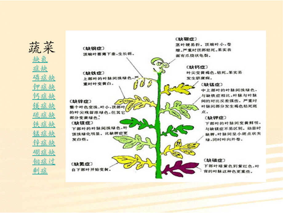 蔬菜缺素症图谱.pptx_第3页