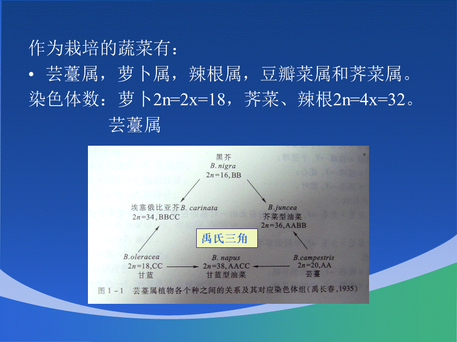 蔬菜育种学各论ppt课件版大白菜育种PPT格式课件下载.ppt_第2页