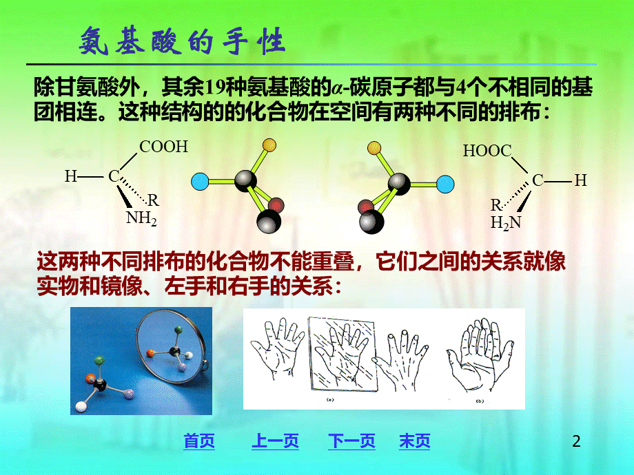 普通化学-生物大分子基础PPT课件下载推荐.ppt_第2页