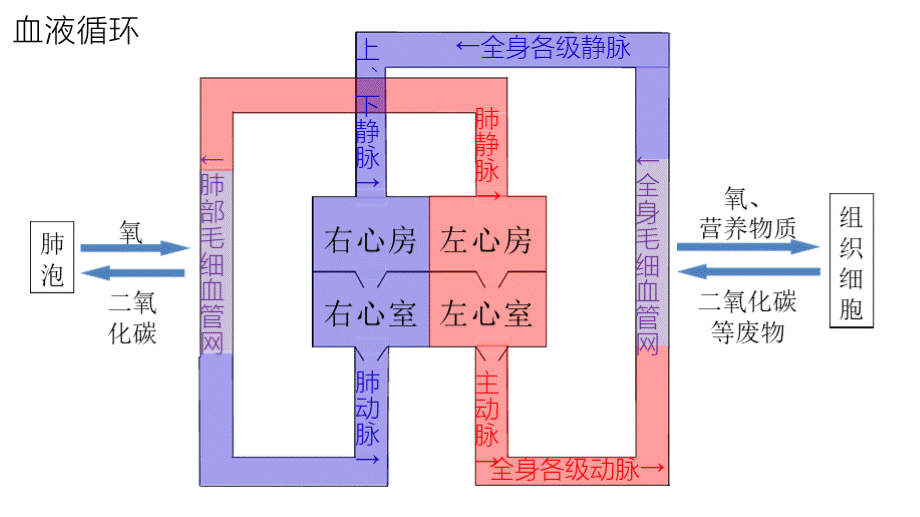 科学家的故事 血液循环的发现PPT资料.pptx_第2页