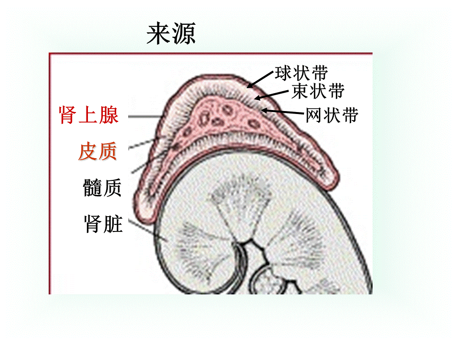 糖皮质激素类药PPT推荐.ppt_第2页