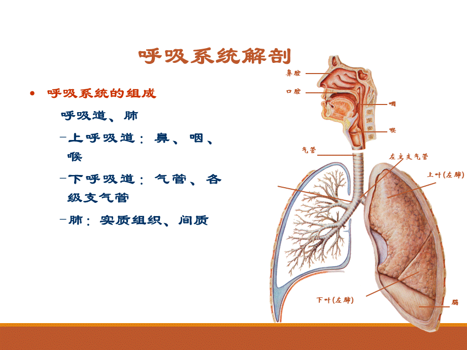 核医学-呼吸系统PPT课件下载推荐.ppt_第2页