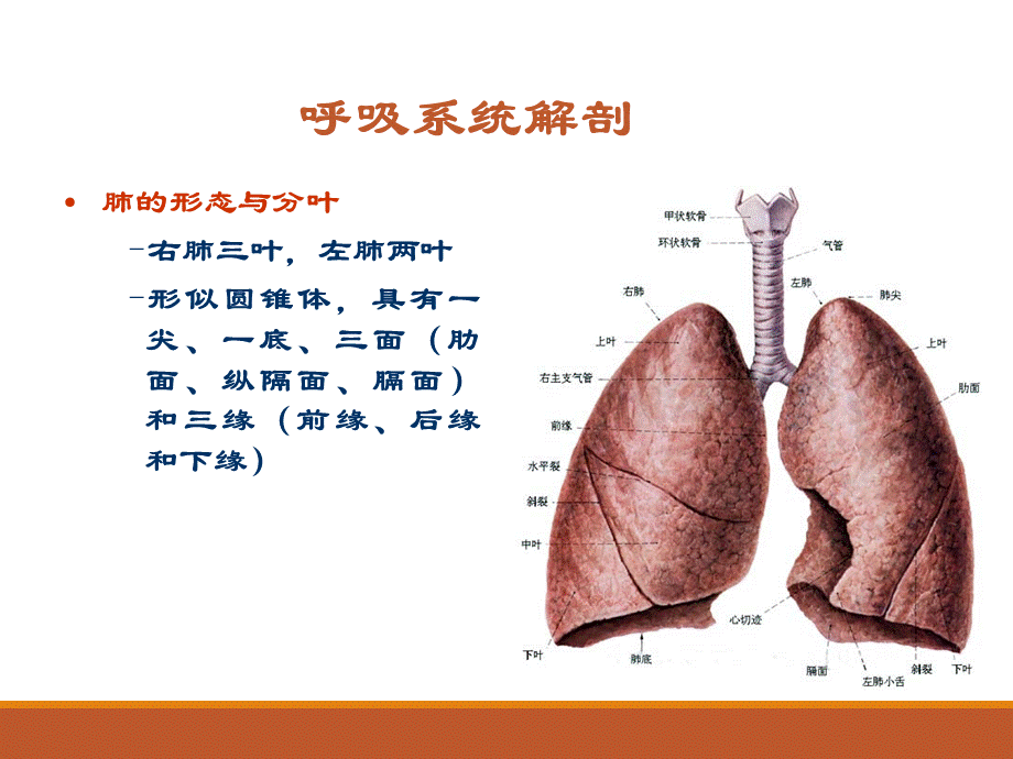 核医学-呼吸系统PPT课件下载推荐.ppt_第3页