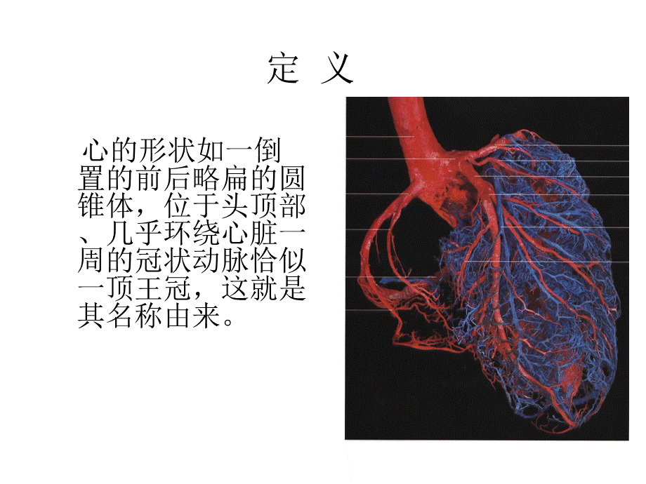 冠状动脉解剖.ppt_第2页