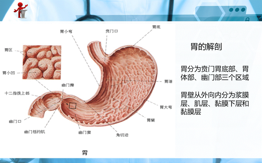 《外科护理》第十五章-第二节-胃十二指肠溃疡PPT文件格式下载.ppt_第2页