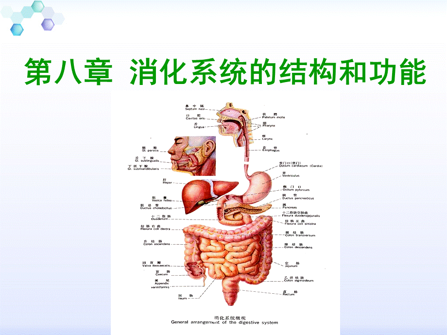 消化系统的结构与功能.ppt