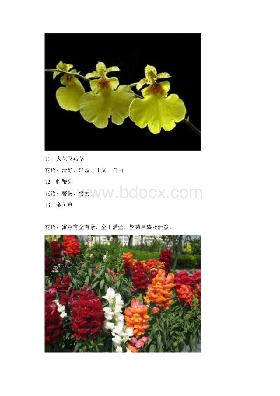 花店常用花及花语.docx_第3页