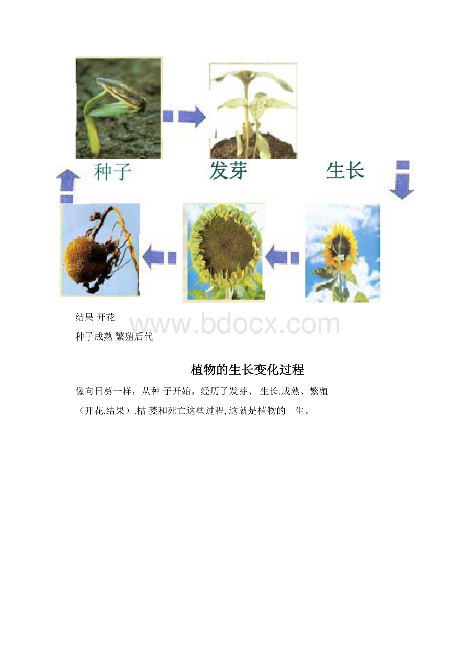 人教小学科学11观察春天的植物Word文档下载推荐.docx_第2页