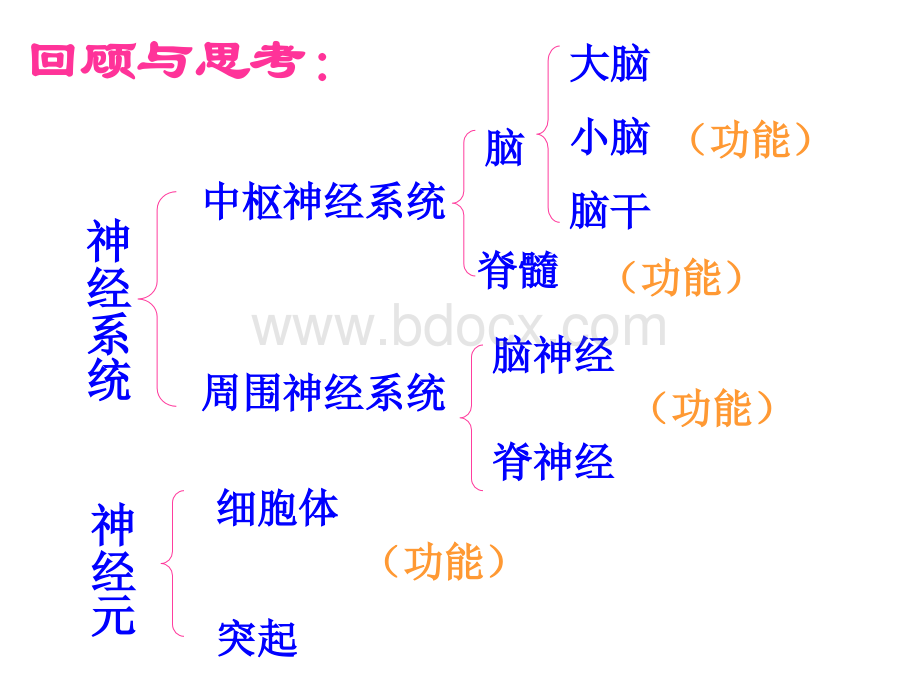 七年级生物神经调节的基本方式课件人教版改PPT格式课件下载.ppt