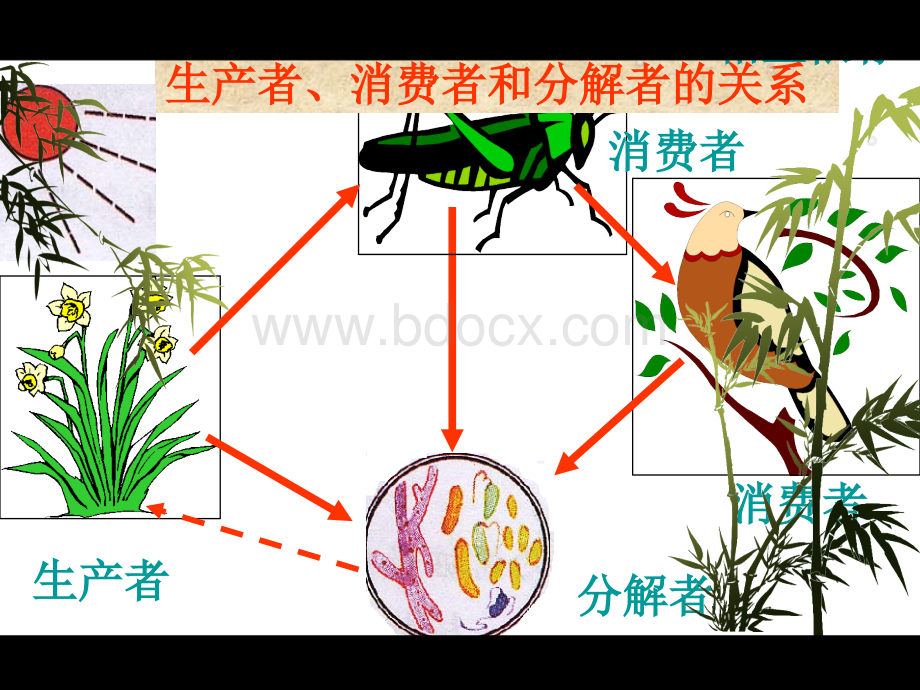 生物七年级上册1-2-2生物与环境组成生态系统3PPT格式课件下载.ppt_第3页