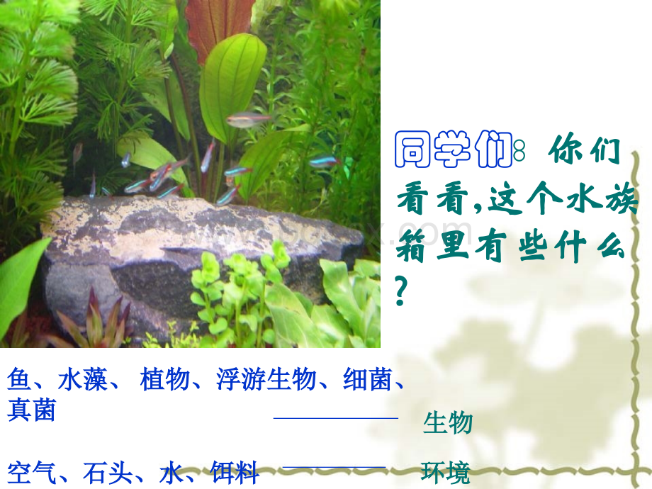 人教版七上第二章第二节生物与环境组成生态系(共31张PPT).ppt_第2页