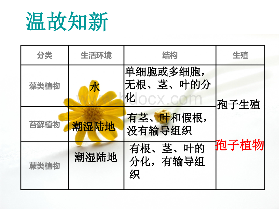 《种子植物》课件(2)PPT推荐.ppt