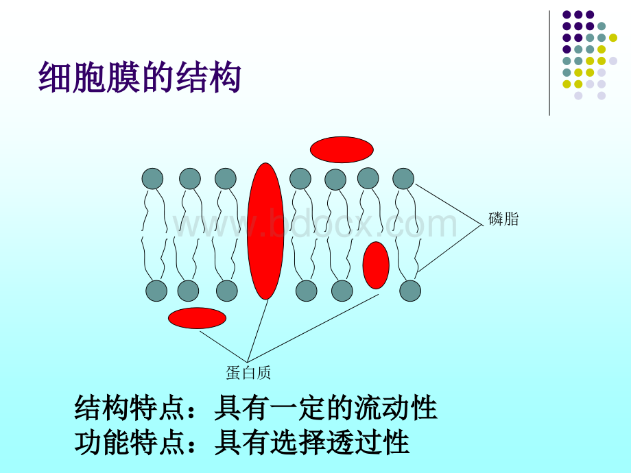 物质跨膜运输的方式公开课课件PPT文档格式.ppt_第2页