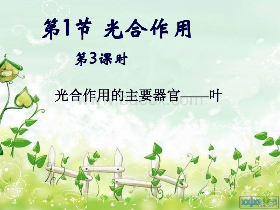 叶片的结构.ppt_第1页