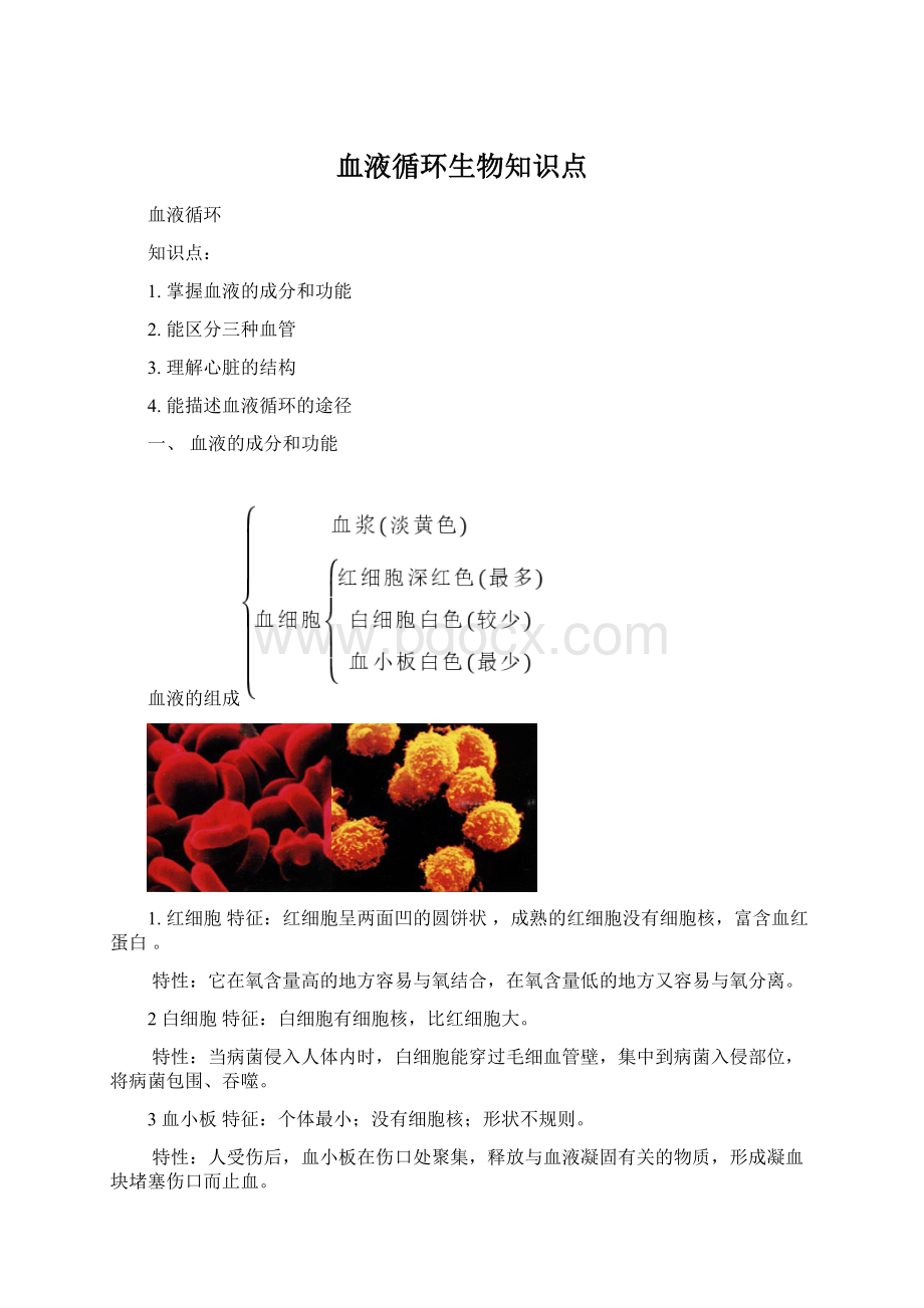 血液循环生物知识点.docx