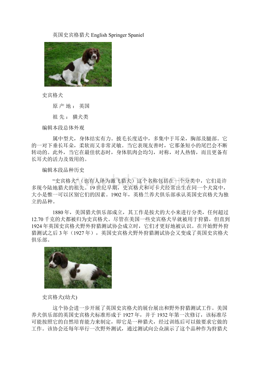 最新史宾格犬.docx_第3页