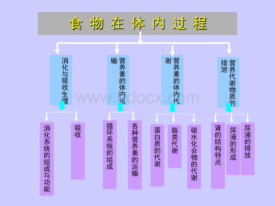 第一章食物的消化与吸收PPT文件格式下载.ppt_第3页