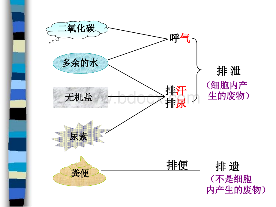 生物：第5章第1节尿的形成和排出课件(人教版七年级下).ppt_第3页