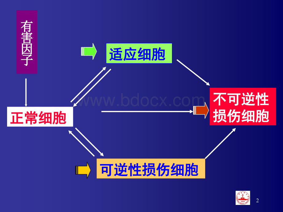 第二、三章组织的适应与损伤5;再生与修复4学时xiuPPT课件下载推荐.ppt_第2页