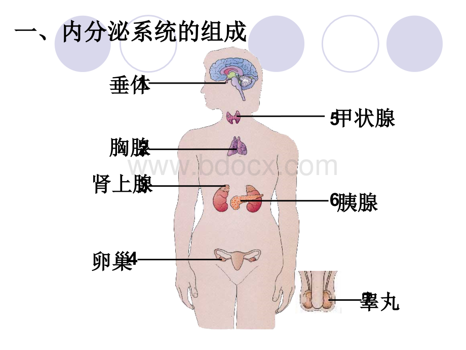 《人体生命活动的调节》复习课件优质PPT.ppt_第2页