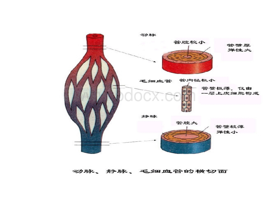 七年级生物下第四章第三节输送血液的泵心脏课件.ppt_第2页