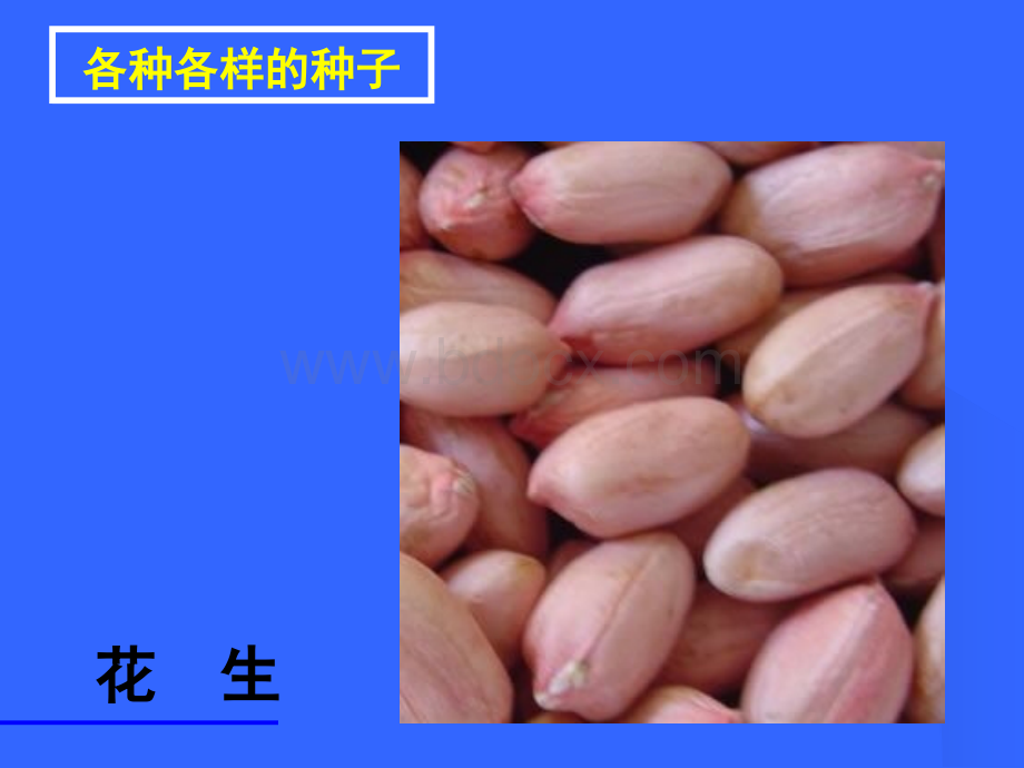 初一生物《种子植物》PPT课件优质PPT.ppt_第3页