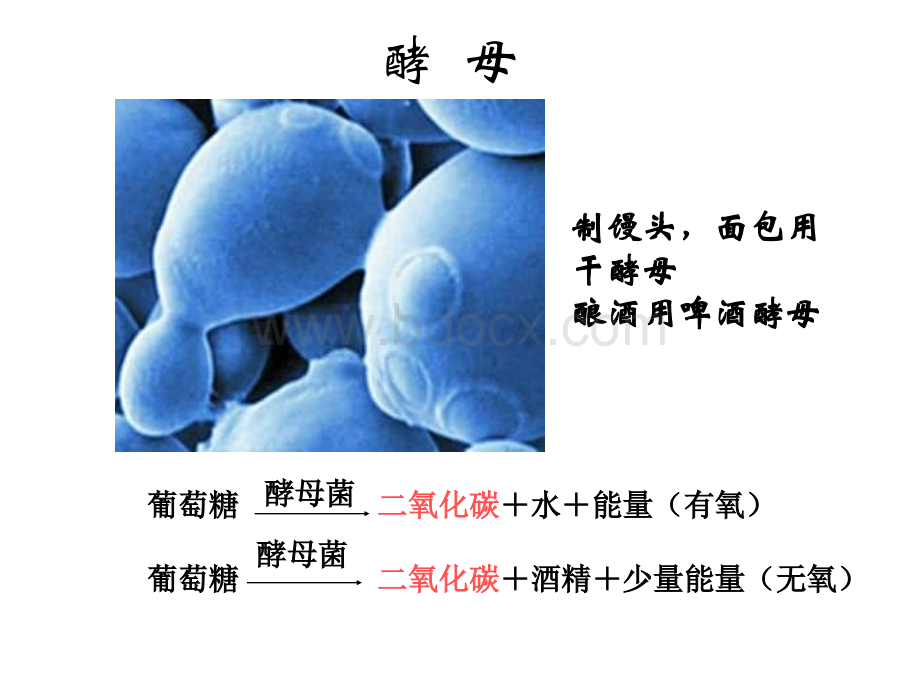 八年级生物人类对细菌和真菌的利用PPT推荐.ppt_第3页