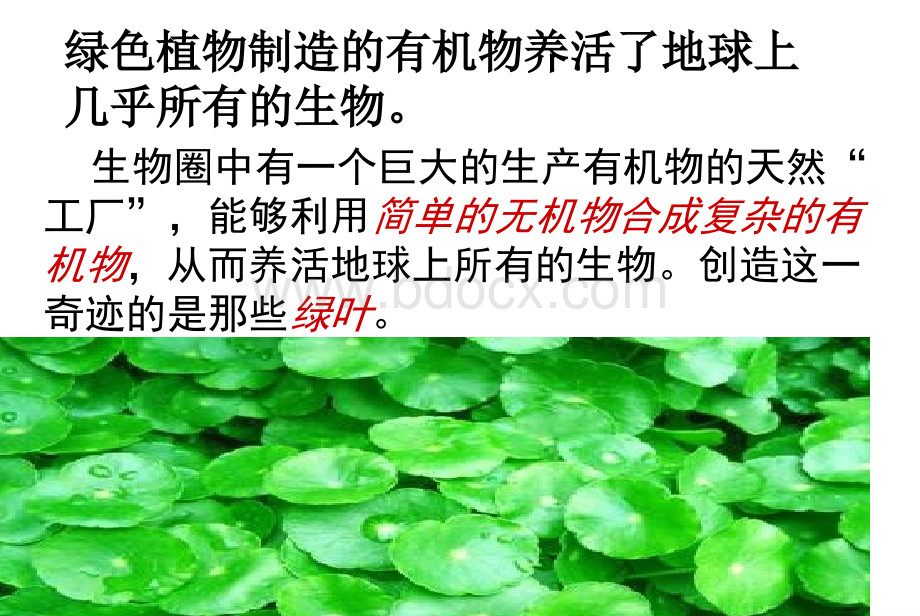 绿色植物是生物圈中有机物的制造者课件(新人教版).ppt_第2页