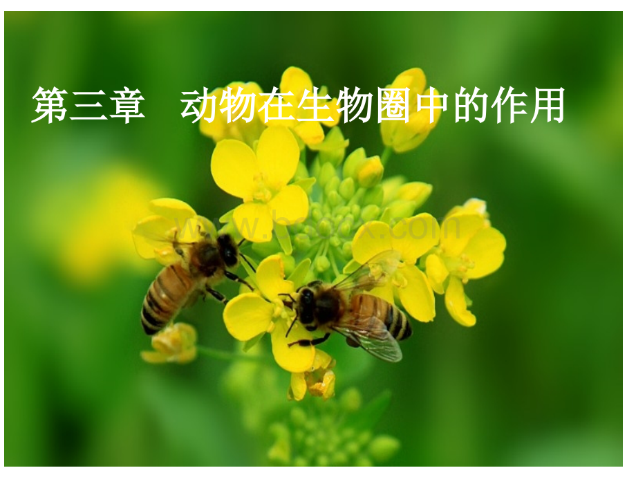 动物在生物圈中的作用.ppt