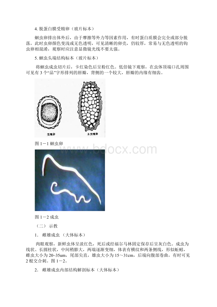 人体寄生虫学部分解析Word格式文档下载.docx_第2页