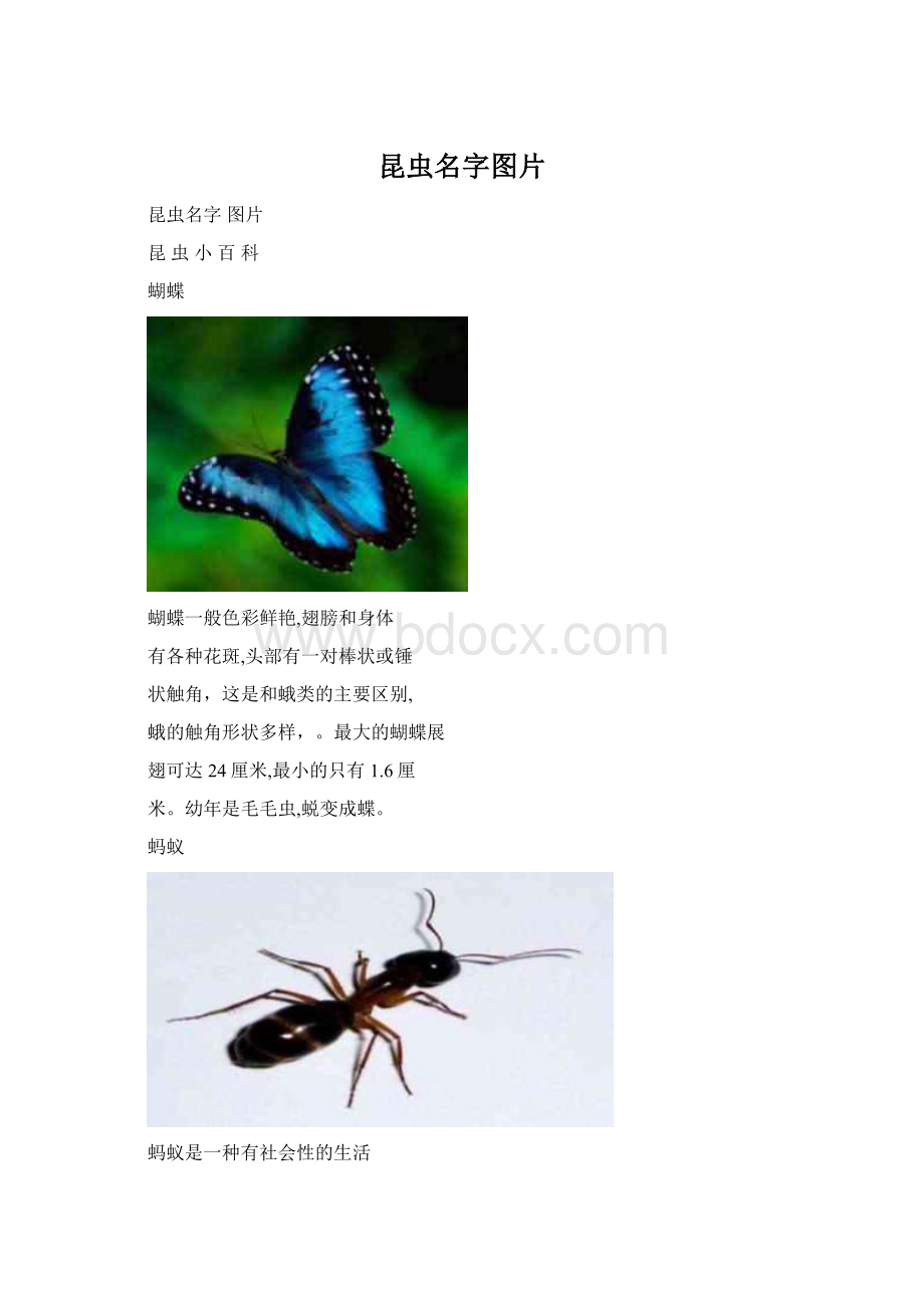 昆虫名字图片Word格式文档下载.docx