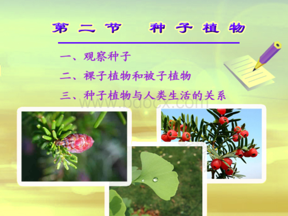 《种子植物》课件.ppt_第3页