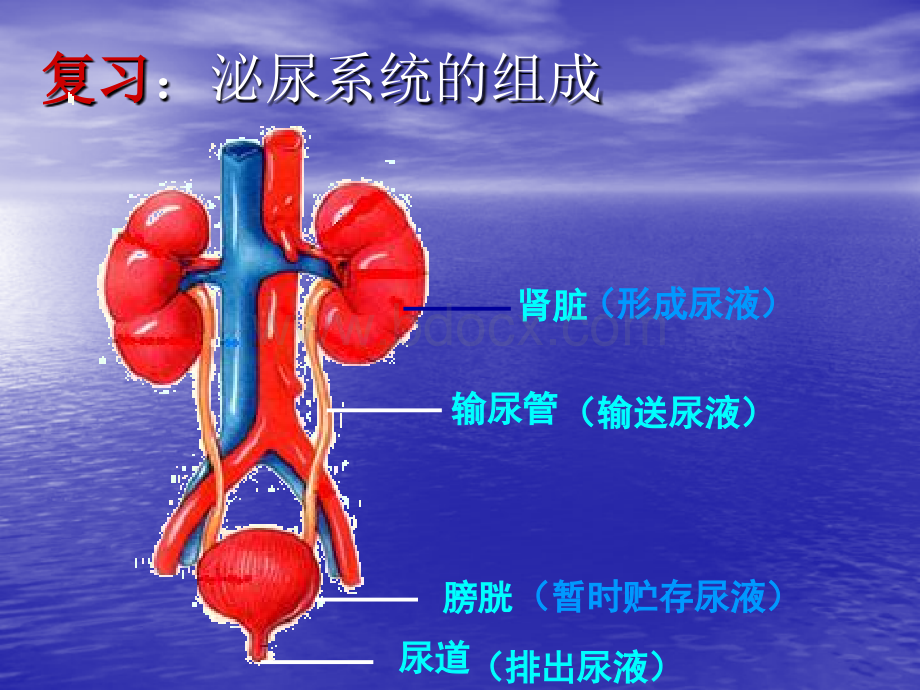 七年级生物《尿液的形成和排出》PPT课件(第二课时)优质PPT.ppt_第1页