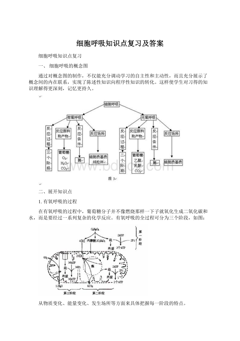 细胞呼吸知识点复习及答案Word格式文档下载.docx_第1页