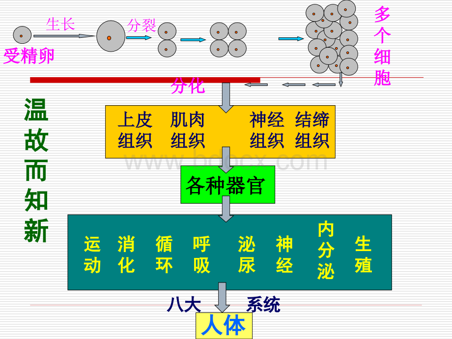 七年级生物《植物体的结构层次》课件.ppt_第3页