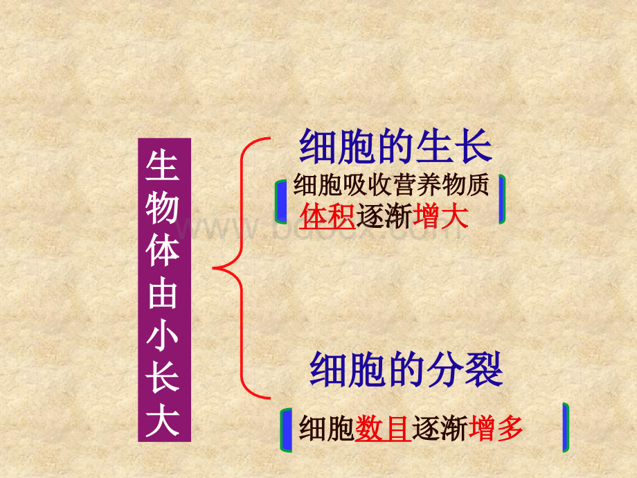 第一节细胞通过分裂产生新细胞20181008.ppt_第3页