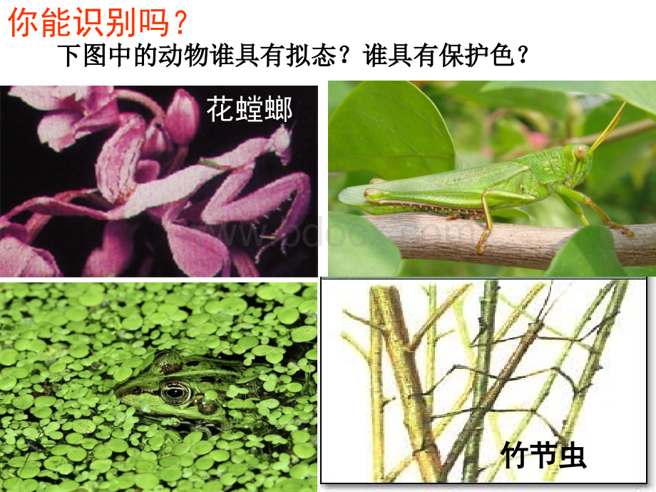 生物对环境的适应和影响济南版PPT格式课件下载.ppt_第2页