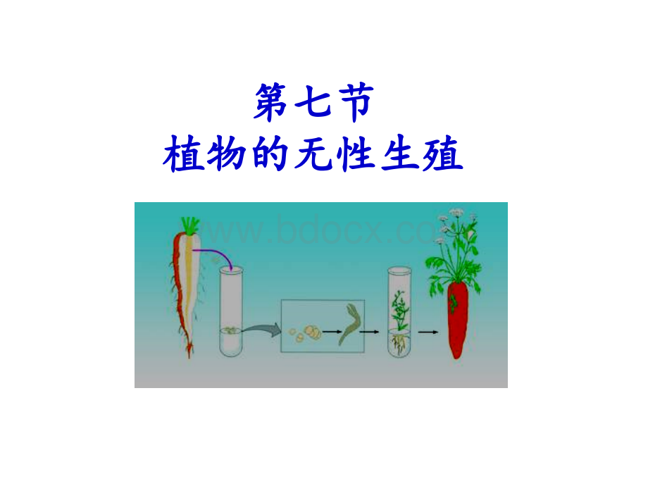 植物的无性繁殖.ppt_第1页