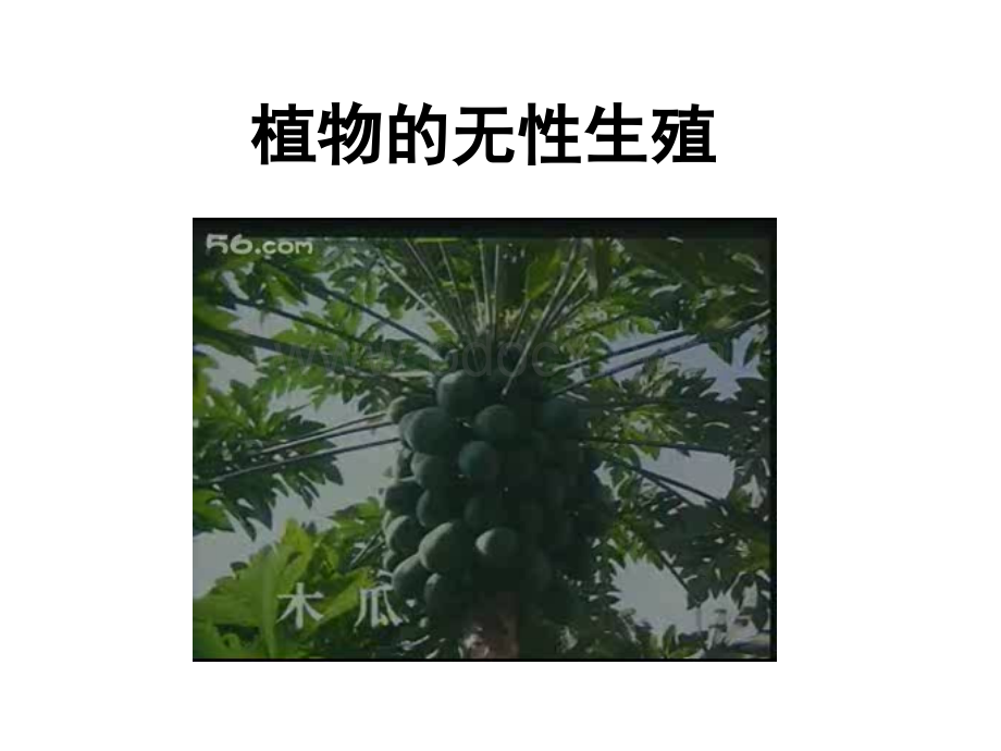 植物的无性繁殖.ppt_第2页