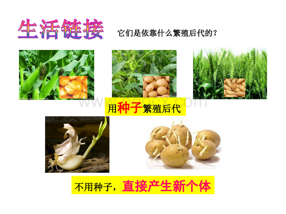 植物的无性繁殖.ppt_第3页