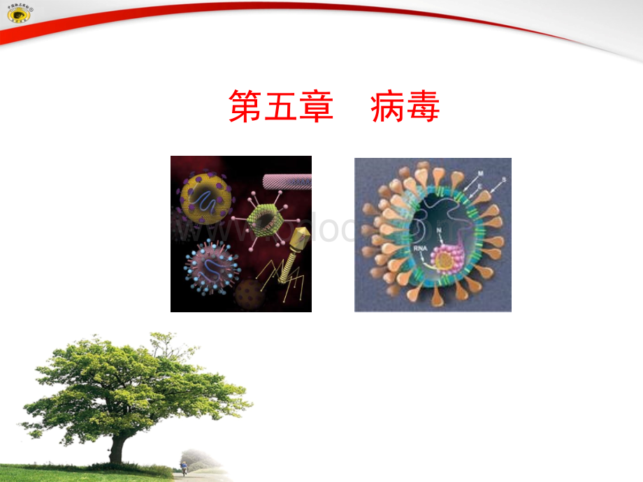 病毒课件.ppt