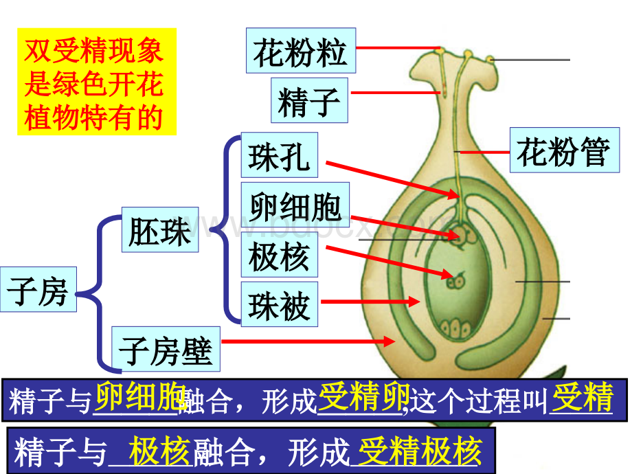 绿色开花植物的一生.ppt_第3页