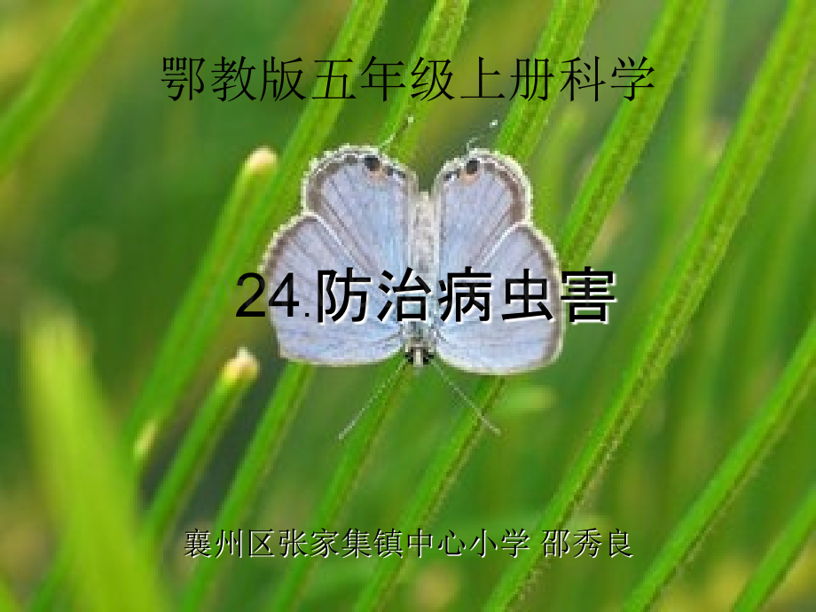 《防治病虫害》课件PPT文档格式.ppt