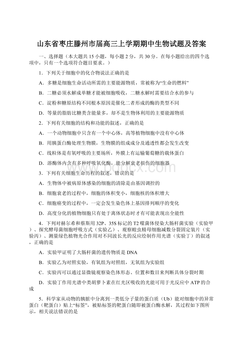 山东省枣庄滕州市届高三上学期期中生物试题及答案Word格式.docx