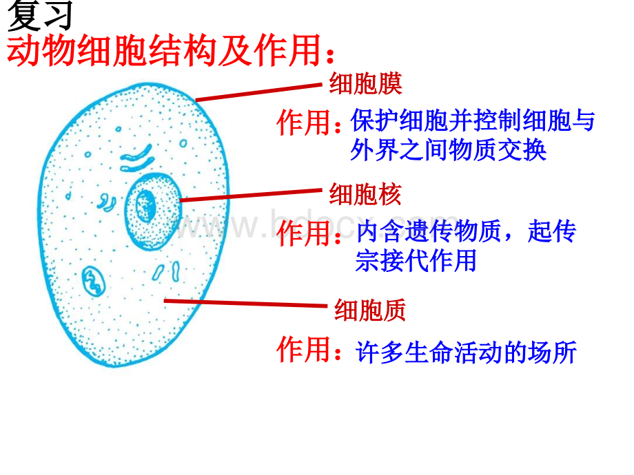 2.3《生物体的结构层次》课件PPT文件格式下载.ppt_第2页