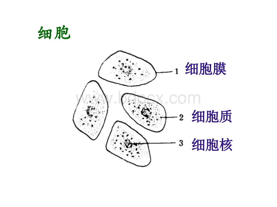 九年级生命科学复习提纲(上)PPT课件下载推荐.ppt